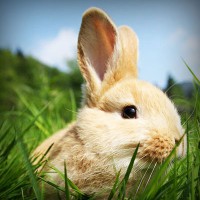 /album/auto-gpl/photolia-a03-jpg/